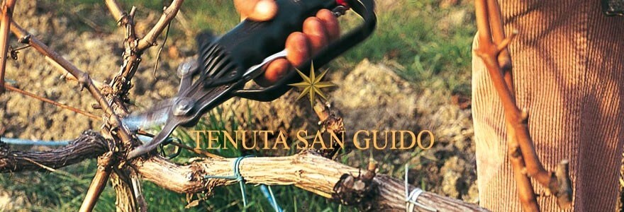 レ・ディフェーゼ・サッシカイア 2017年 テヌータ・サン・グイド IGTトスカーナ 750ml （イタリア 赤ワイン）