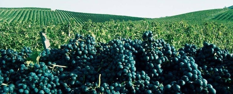 モンテプルチアーノ ダブルッツォ 2021年 ヴェレノージ社 正規品 750ml イタリア 赤ワイン