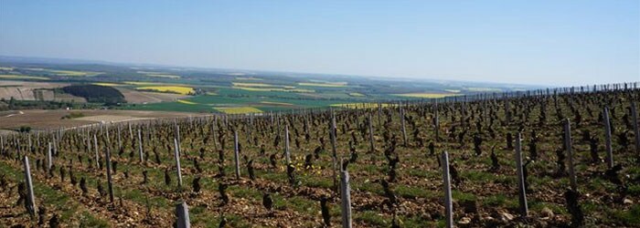 サンセール キュヴェ・フロレス 2021年 ドメーヌ・ヴァンサン・ピナール 正規 750ml （ロワール 白ワイン）