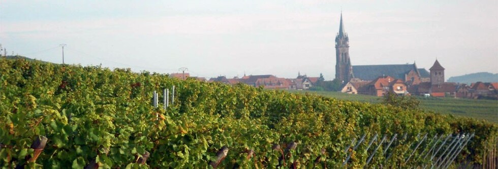 アルザス ピノ・グリ 2019 ドメーヌ・ウィリ・ギッセルブレッシュトゥ （フランス・白ワイン）