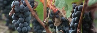 レゼルヴ・デュ・シャトー・クロワ・ムートン 2016年 750ml （フランス ボルドー 赤ワイン）