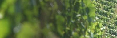 ボーヌ プルミエ・クリュ ヴィーニュ・フランシュ クロ・デ・ズルシュール モノポール 2015年 ドメーヌ・ルイ・ジャド マグナム 1500ml 正規