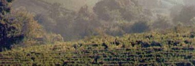 プイィ・フュメ トラディション 2021年 ドメーヌ・セルジュワ・ダグノー・エ・フィス 750ml （フランス ロワール 白ワイン）