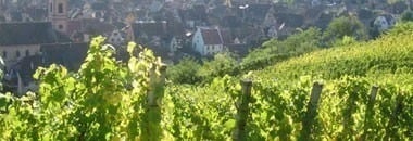 アルザス リースリング 2017年 ドメーヌ・マルセル・ダイス 750ml （フランス アルザス 白ワイン）