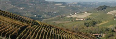 バルバレスコ マーニョ 2017年 カンティーネ サン シルヴェストロ 750ml  イタリア 赤ワイン