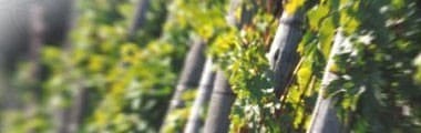 マルティーニ アスティ・スプマンテ ハーフサイズ DOCGアスティ・スプマンテ （イタリア・スパークリングワイン）