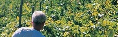 チンクエ・テッレ ビアンコ 2021年 チンクエ・テッレ農業協同組合 750ml （イタリア リグーリア 白ワイン）