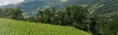 ラルス スプマンテ ブリュット チェヴィコ社 750ml （イタリア 白 スパークリングワイン）