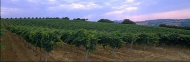 タヴェルネッロ ロッソ イタリア 3L BIB （イタリア 赤ワイン）