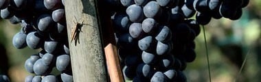 キアンティ・クラッシコ 2017年 フォントディ 750ml （イタリア 赤ワイン）