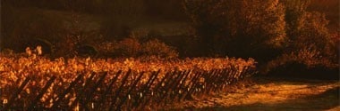 キャンティ・クラシッコ フォンタルピーノ 2017年 ファットリア・カルピネータ・フォンタルピーノ 750ml （イタリア 赤ワイン）