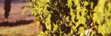 キャンティ・クラシッコ フォンタルピーノ 2014年 ファットリア・カルピネータ・フォンタルピーノ 750ml （イタリア 赤ワイン）