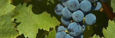 カステル・デル・モンテ ネーロ・ディ・トロイア ヴィオランテ 2014年 リヴェラ社 （赤ワイン・イタリア）
