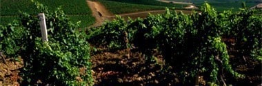 コルヴォ グリチネ ロッソ 2019年 ドゥーカ・ディ・サラパルータ IGTシチリア （赤ワイン・イタリア）