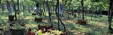 カンノナウ ディ サルデーニャ 2020 テヌータ セッラ＆モスカ社 750ml イタリア 赤ワイン