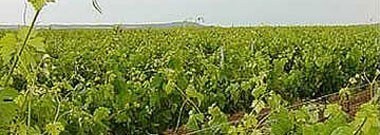 コンダード・デ・アルマラ “フィンカ・リンテ” 2014年 ボデガス・マカヤ DOナバーラ  （赤ワイン・スペイン）