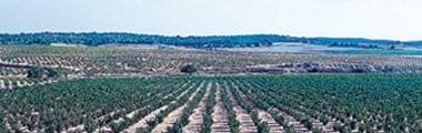 ボデガス・サン・イシドロ グラン・レセルバ 1986年 750ml （スペイン 赤ワイン）