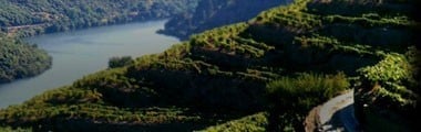 ポルコ・ティント 2016年 ソグラペ社 750ml （ポルトガル 赤ワイン）