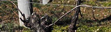 タルターニ・ヴィンヤーズ T シリーズ ヴィクトリア・シラーズ 2019年 750ml （オーストラリア 赤ワイン）