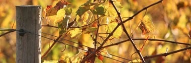 アラミス シングルヴィンヤード カベルネ・ソーヴィニヨン 2016年 750ml （オーストラリア 赤ワイン）