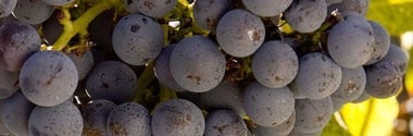 アラミス シングルヴィンヤード カベルネ・ソーヴィニヨン 2016年 750ml （オーストラリア 赤ワイン）