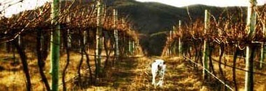 白ワイン ローガン ソーヴィニヨン・ブラン 2017年 ローガン・ワインズ （オーストラリア）