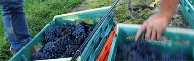 デルタ・ヴィンヤード ソーヴィニヨン・ブラン 2022年 750ml （ニュージーランド 白ワイン）