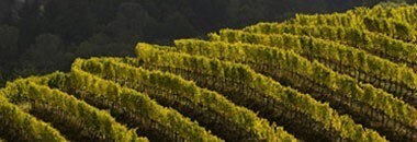 ニュートン ザ パズル エステート プロプライアタリー レッド 2019年 正規 750ml  カリフォルニア 赤ワイン 