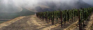 スターレーン・ヴィンヤード ソーヴィニヨン・ブラン ハッピー・キャニオン・オブ・サンタ・バーバラ 2022年 正規 750ml （カリフォルニア 白ワイン）