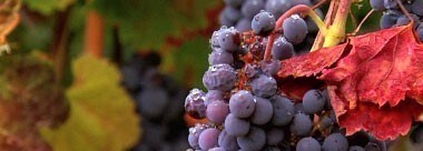ウイリアム・セリエム バチガルピ・ヴィンヤード ジンファンデル 2011年 750ml （カリフォルニア 赤ワイン）