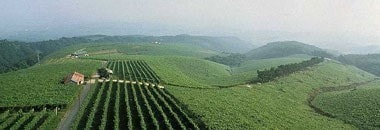 登美 白 2017年 サントリー登美の丘ワイナリー 750ml （ 日本ワイン 山梨県 白ワイン）