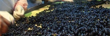 ハート・トゥ・ハート ハートの金箔入りワイン 360ml （日本・白ワイン）