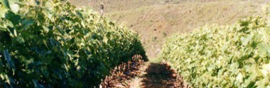 ド・トラフォード カベルネ・ソーヴィニヨン 2015年 750ml 正規　（南アフリカ 赤ワイン）