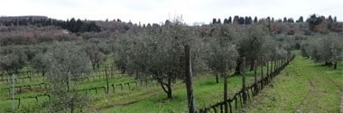 キアンティ 2020年 アジエンダ・アグリコーラ・グラーティ 750ml （イタリア 赤ワイン）