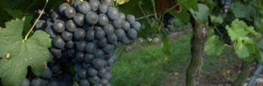 レフォスコ PR 2017年 ボルゴ・マグレード 750ml （イタリア 赤ワイン）