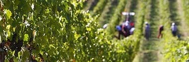 キャンティ レオナルド 2020年 カンティーネ・レオナルド・ダ・ヴィンチ 750ml （イタリア トスカーナ 赤ワイン）