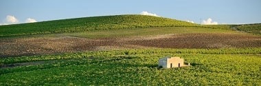 ロチェーノ・グリッロ 2022年 カンティーネ・エウロパ 750ml （イタリア シチリア 白ワイン）