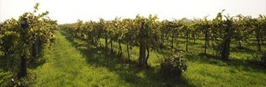 ガヴィオリ ランブルスコ・エミリア・ロッソ アマービレ フラワーボトル 750ml （イタリア 赤ワイン スパークリングワイン）
