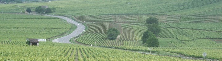 ブルゴーニュ ピノ・ノワール 2021年 ルイ・ジャド 750ml 正規 ブルゴーニュ 赤ワイン 