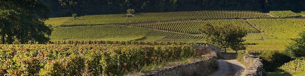 ムルソー プルミエ クリュ 一級 ポリュゾ 2007年 ルイ ラトゥール社 フランス　白ワイン