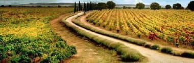 マルケス・デ・グリニョン シングル・ヴィンヤード プティ・ヴェルド 2018年 750ml （スペイン 赤ワイン）