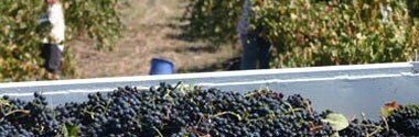 ロルフ ビンダー イーデンヴァレー リースリング 2021年 750ml オーストラリア 白ワイン