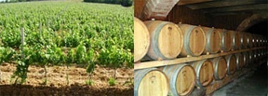 トスカーナ・ロッソ 2021年 サン・ルチアーノ社 （赤ワイン・イタリア）