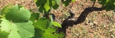 タロ ネグロアマーロ 2019年 カンティーネ・サン・マルツァーノ 750ml （イタリア プーリア 赤ワイン）