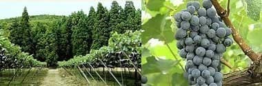 サントネージュ かみのやま カベルネ・ソーヴィニヨン 2019年 750ml （日本 赤ワイン 日本ワイン）