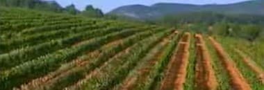 トーレス サングレ デ トロ レッド 2021年 赤ワイン スペイン