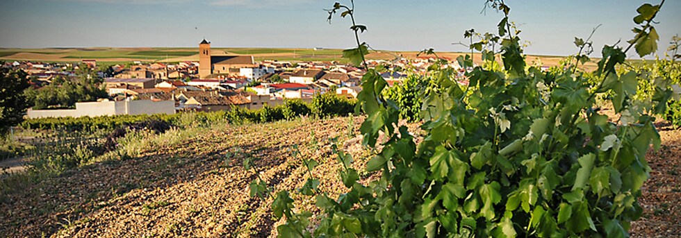 カンポス デ スエーニョス ヴェルデホ 2019年 ビネルヒア 750ml スペイン 白ワイン