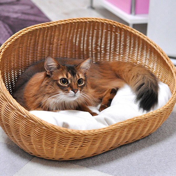 ラタン　オーバルベッド  キャットベッド 猫用ベッド ベッド ハウス クッション 犬用 かわいい おしゃれ 猫用　ネコ いぬ　犬　イヌ  