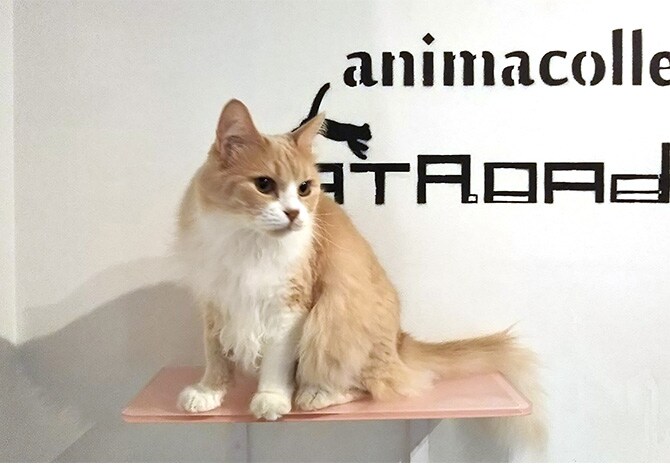 animacolle アニマコレ Catroad+ カラーステップ  猫用 キャットステップ カラー キャットタワー キャットウォーク DIY 壁 シンプル  
