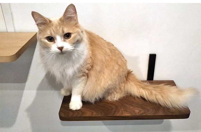 animacolle アニマコレ Catroad+ ウッドステップ  猫用 キャットステップ 木製 キャットタワー キャットウォーク DIY 壁 シンプル 天然無垢材 ウッド  